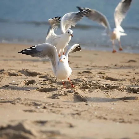 Ξενοδοχείο Gran Belveder & Ostsee Therme & 5*