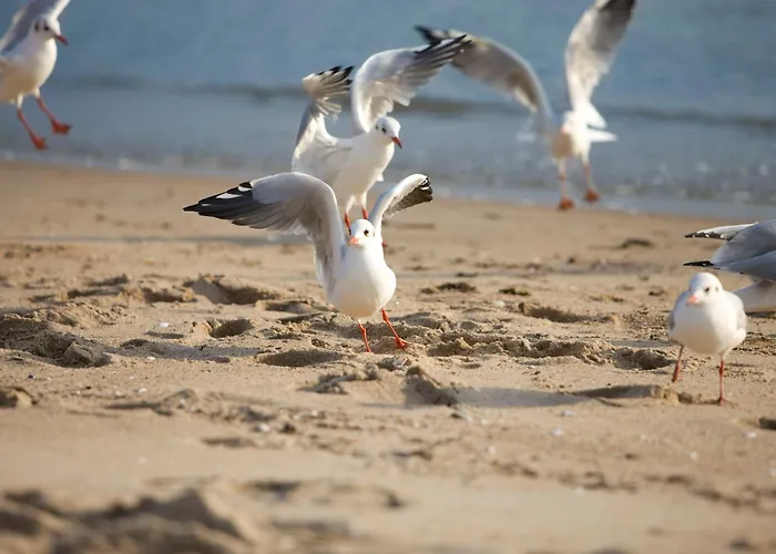 Hotel Gran Belveder&ostsee Therme Resort&spa 5*